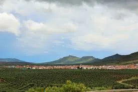 Oliva De Mérida